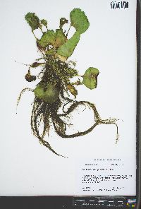 Eichhornia crassipes image