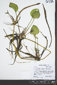 Limnobium spongia image