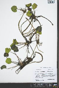 Limnobium spongia image