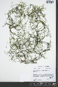 Najas guadalupensis image