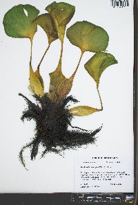 Eichhornia crassipes image