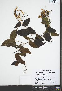 Brunnichia ovata image
