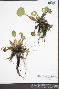 Eichhornia crassipes image