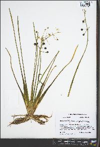 Sagittaria platyphylla image