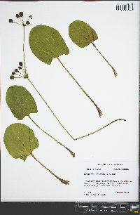 Echinodorus cordifolius image