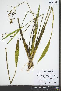 Sagittaria platyphylla image