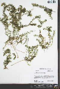 Zannichellia palustris image
