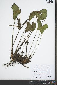 Limnobium spongia image