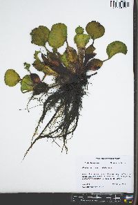 Eichhornia crassipes image