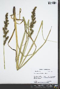Carex crus-corvi image