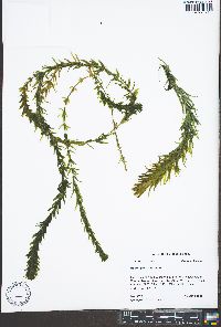 Egeria densa image