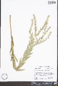 Lithospermum molle image