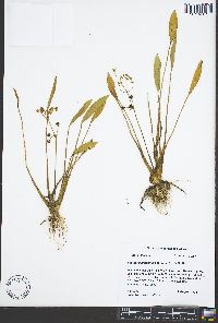 Sagittaria platyphylla image