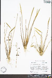 Sagittaria platyphylla image