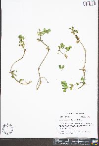 Bacopa rotundifolia image