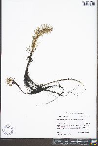 Myriophyllum aquaticum image