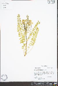 Astragalus tennesseensis image
