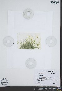 Lemna minor image