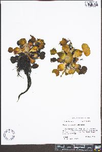 Eichhornia crassipes image