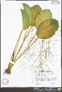 Alisma subcordatum image