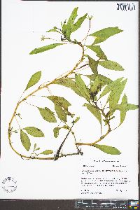 Ludwigia peploides image