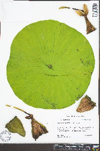 Nelumbo lutea image