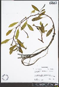 Ludwigia peploides image