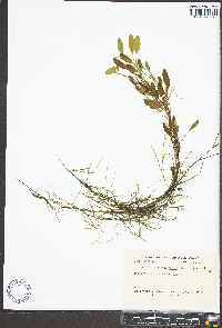 Potamogeton tennesseensis image