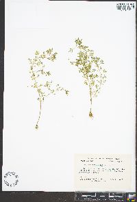 Leucospora multifida image