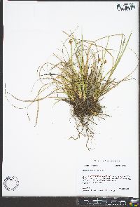 Carex umbellata image