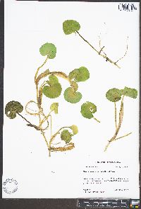 Heteranthera reniformis image