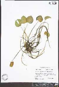 Limnobium spongia image