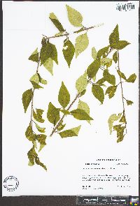 Forestiera acuminata image