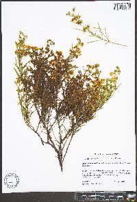 Hypericum densiflorum var. interior image