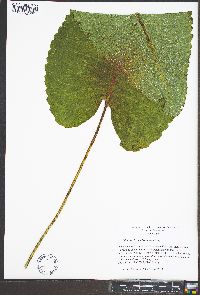 Silphium terebinthinaceum image