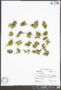Salvinia minima image