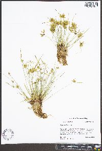 Cyperus flavescens image
