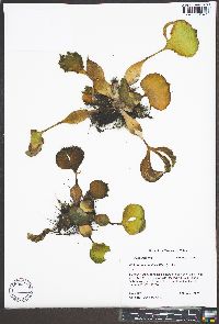 Eichhornia crassipes image