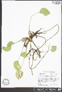 Limnobium spongia image