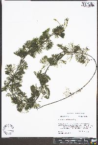 Cabomba caroliniana image