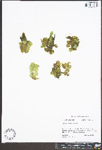 Salvinia molesta image