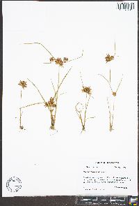 Cyperus flavicomus image