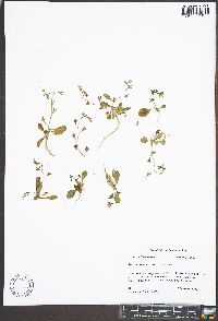 Mazus pumilus image