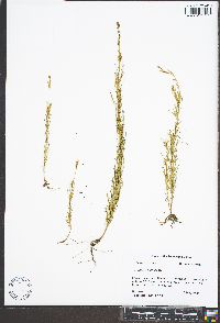 Oenothera linifolia image