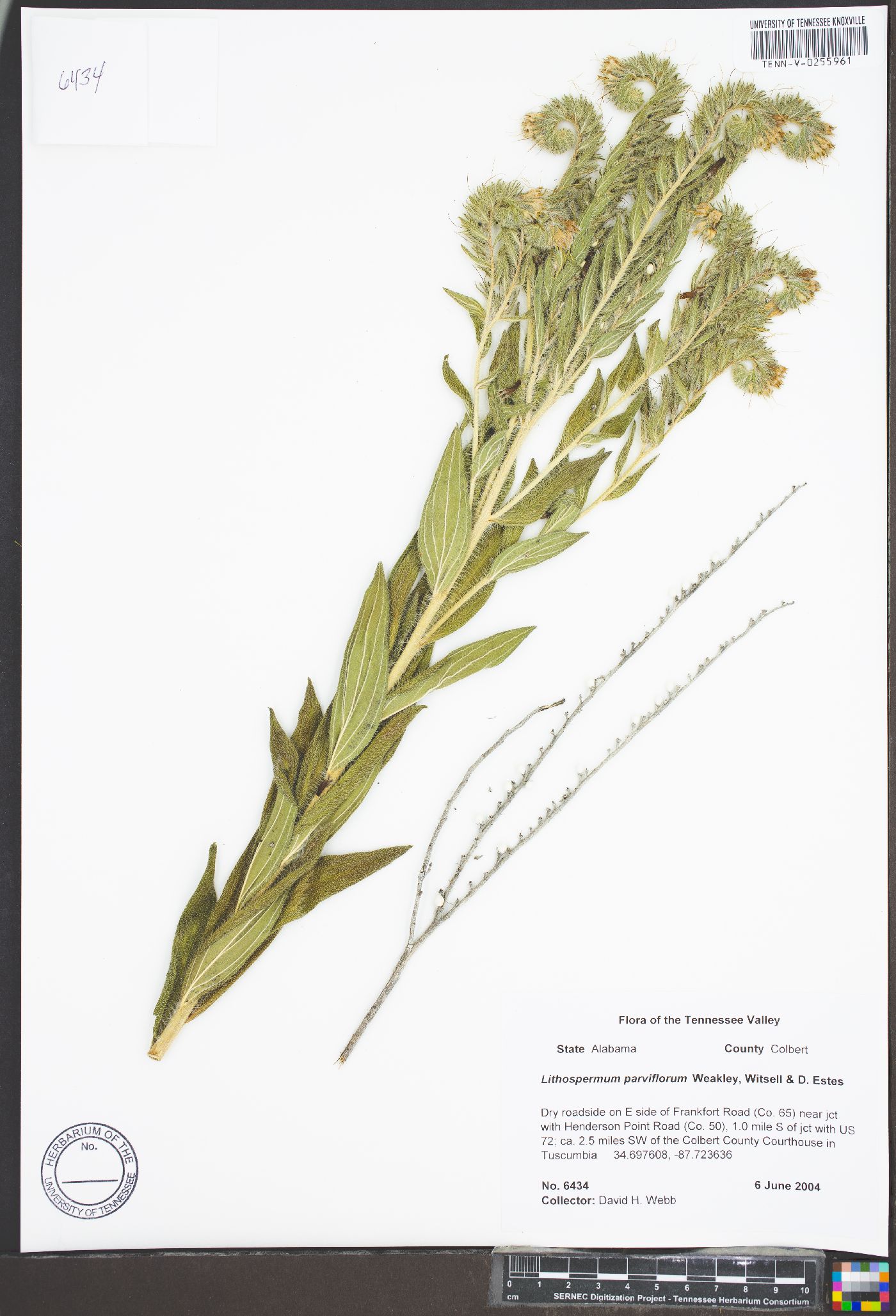 Lithospermum parviflorum image
