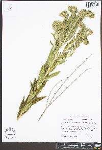 Lithospermum parviflorum image