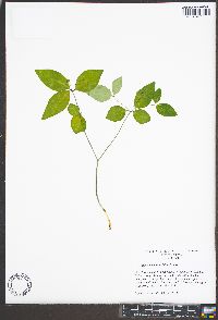 Euphorbia mercurialina image