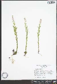 Polygala polygama image