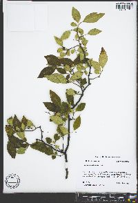 Styrax americanus image