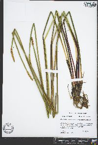 Eleocharis quadrangulata image